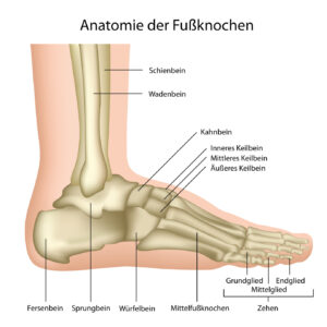 Anatomie des Fugelenks ,des Sprunggelenks