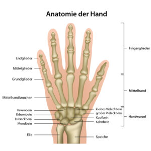 Anatomie der Hand mit Erluterung , deutsch